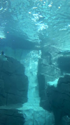 This is your sign to take a break and relax with these peaceful penguins 😌🐧 #SeaWorldOrlando #themeparktiktok #penguins #asmr