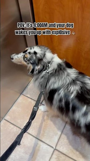 When it’s explosive, IT’S EXPLOSIVE💩🔥 #funny #dog #funnydogs #doglover #cute #cute #funnyanimals