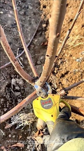 Cherry tree KGB tree pruning process
