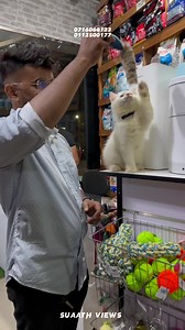 64K views · 1K reactions | Cat Litter Sri Lanka 107. Kirula rd colombo 05 0716060123 0112500177 #suaath_views #trending #foryou #colombo | Suaath views | Facebook