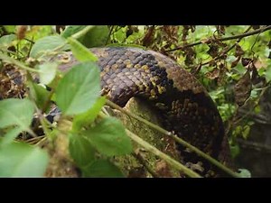 ANACONDA Emerges During Abandoned House Renovation — Here's What Happened
