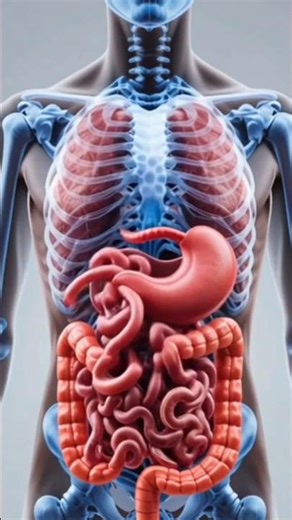 Human Body | Parasitic Worms in Intestines | Educational 3D Medical Animation