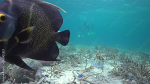 Underwater landscape scenery with corals at the Caribbean sea ground surface. Captured gray angelfish (Pomacanthus arcuatus).