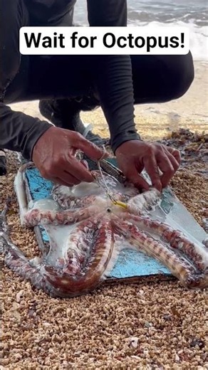 They Opened the Octopus... What They Found Shocked Everyone! 😱🐙 #shorts