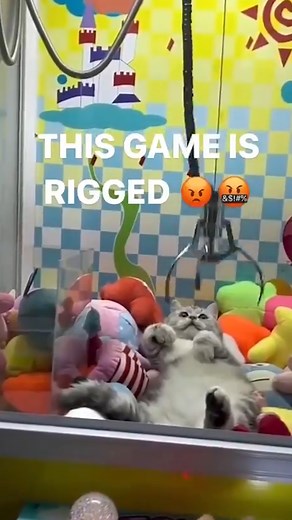2.5M views · 32K reactions | Cat seems to love claw machine  #clawmachine #viral #cats #catsoffacebook #reelsfb #cute | Arcade Matt | Facebook