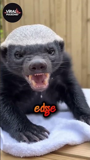 Wolverine vs Honey Badger Who Wins This Wild Fight?