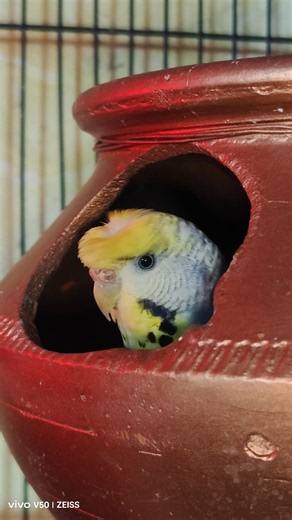 Cute Budgie Peeking Out of the Nest 🥰🧡 | Adorable Bird Moment #HogoromoBudgies #HogoromBudgies