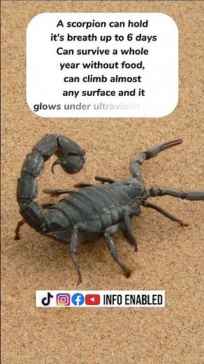 hidden secret of scorpion || facts about scorpion || Amazing information about scorpion