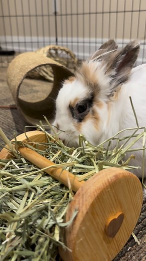Take a scrolling break to watch Willow have fun with her hay toy 🤍 Willow is spayed, vaccinated, and ready to find her forever family. You can read her full bio and apply to adopt her at www.rabbitrescue.ca #rabbitrescue #bunnyb#rabbit #willow #adoptme | Rabbit Rescue Incorporated