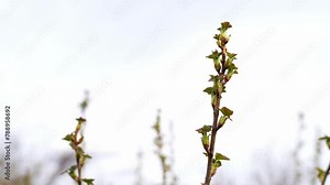 Budding trees. Tree buds. Tree branches covered with buds. Tree care. Early spring, selective focus.