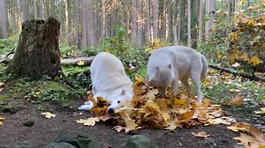 Our wolves love playing in leaves! 🍁 Keepers spiced things up by adding different scents to the piles for our playful wolves to enjoy as enrichment. 🐺 Happy fall! 🍂 | Northwest Trek Wildlife Park