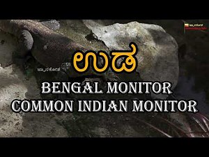 ಉಡ | Types of Indian Monitor Lizard | Bengal monitor in kannada | uda | Water Moniter | jnanakosha