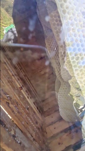 Easy Bee Box what's going on