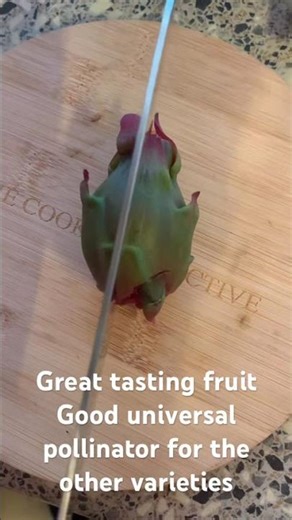 Sugar dragon brix test #pitaya #dragonfruit #tropicalfruit #homegrown #refractometer #sweetfruit