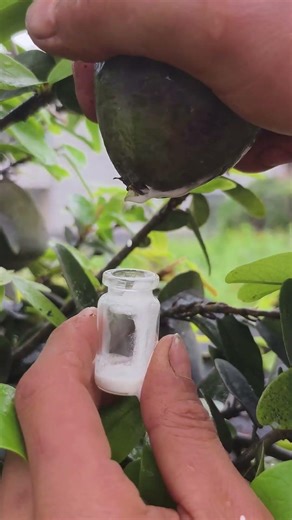 Do you know what this is? The process of extracting juice from fruits.