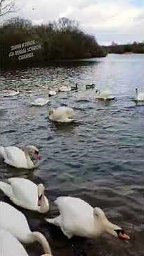 Bossy territorial swan attacks other swans: birds fight