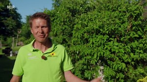 Rasen düngen, mähen und pflegen: Die besten Tipps