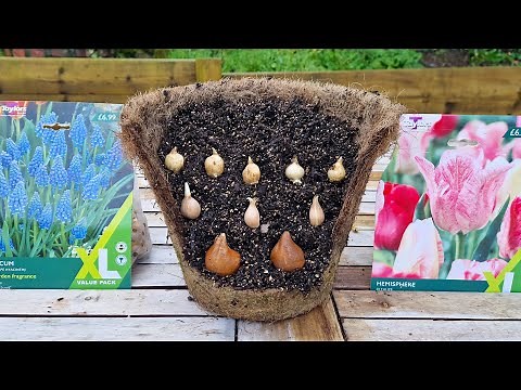 🌷 How to Plant a Bulb Lasagne (flowers from Feb to June in ONE POT)