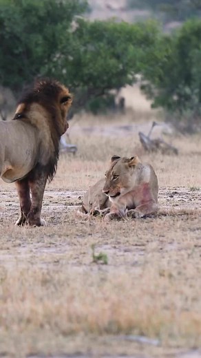 Majestic Lions Roaming the Savanna