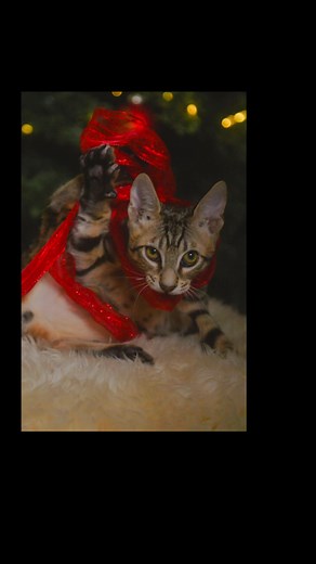 #savannahcat | David Marshall