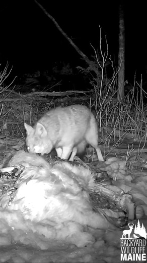 Listen to This… Rare Coyote Sounds in the Woods