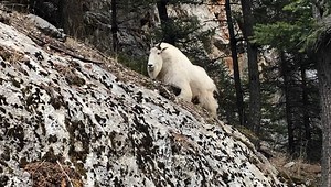 22K views · 1.2K reactions | CHECK THIS OUT! A mountain goat out for a stroll in Trout Creek Canyon. Thank you Lucy Richards for sharing. NBCMontana.com/chimein | NBC Montana | Facebook