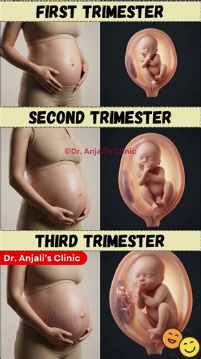 Fetal Development Month by Month | See how the Baby Fits 1st, 2nd, and 3rd Trimester Growth
