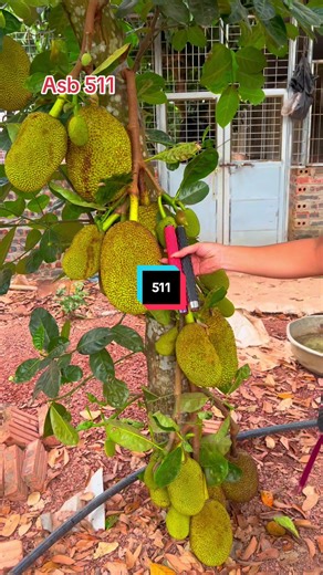 Discovering the ASB 511 Baton