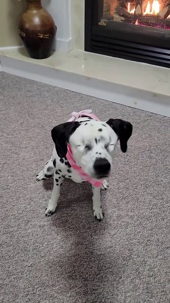 Blind but Unstoppable: This Dog Is Living Her Best Life