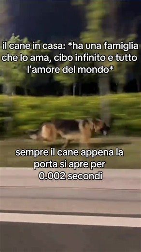 irriconoscente #perte #neiperte #meme #virale #likes | cane