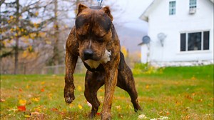 The art of the photo: How to take the best possible photos of your dogs