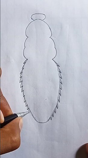 Cockroach : Circulatory system Diagram / how to Draw