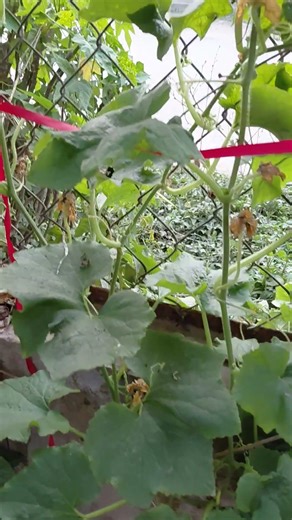 melon tree grows taller