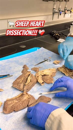 🐑sheep heart dissection!!!❤️‍🩹 #science #youtubeshorts #vlog #college #research #biology