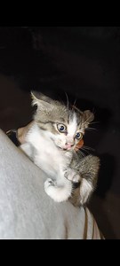 88K views · 2.4K reactions | We rescued a kitten from the median strip and named him Tarzan. If you would like to adopt Tarzan please get in touch. NOTE: From past experience we just know the comment section will be flooded with people from overseas accusing us of planting the kitten and staging his rescue, so comments are off on this post. Sorry about that. | Happy Animals Club | Facebook