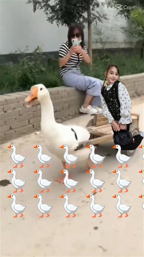 #reels #اكسبلور #كوميديات #funny #comedy #عيد_الفطر #فلوجات #siblings #short #trending #love 🪿🪿🪿