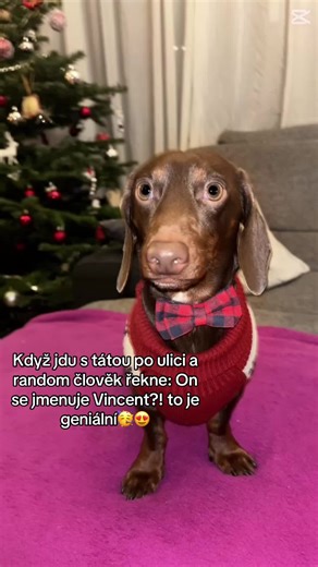 Ano. • #vincent #dachshund #protebe #foruyou #fyp