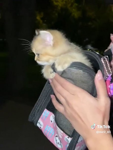 #shinshillacat #tiktok #keşfetteyizzz ❣️