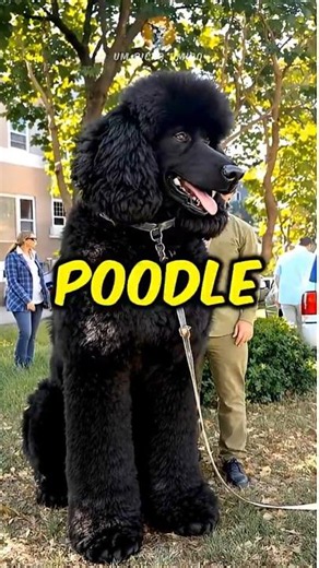 3 tipos de Poodle! (o último é o mais raro) #poodle #shorts