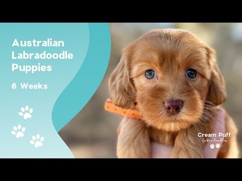 Mini Australian Labradoodle Puppies: Kayak (Joey) x Dabba Doo Time (Archie)