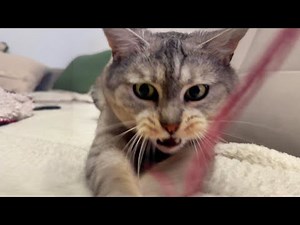 Sleepy Kitty + String = Crazy Kitty