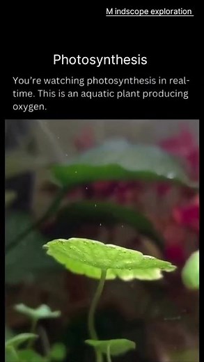 Photosynthesis: The Process That Creates Life on Earth! #trending #plants #earth #oxygen #nature