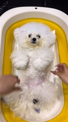 PetsGoodis.Com on Instagram: "This little dog is really enjoying taking a bath, isn’t it# Immersive # Dog Bathing # Bichon # All Things Cute Plan"