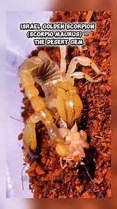 Meet the _Israel Golden Scorpion_, also called the *Large‑clawed Scorpion*. This striking Middle‑Eastern native boasts a sleek brown back and bright *gold‑colored claws*, growing 3–4 inches (7–10 cm) long. It thrives in deep, sandy burrows up to a metre deep across Israel, Jordan, Egypt and neighboring deserts, making it a perfect choice for hobbyists who love arid‑zone species. #IsraelGoldenScorpion #ScorpioMaurus #DesertScorpion #ExoticPets #ArachnidLovers #scorpioncare | Christoper Lopez