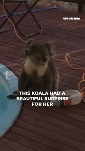 She wanted to help the koala, but she didn't expect that she would be paid back in such an adorable way. | The Kiwi