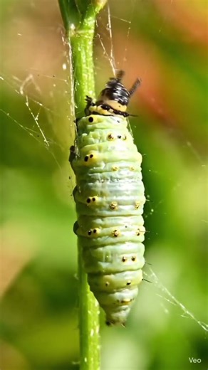 What Happens Inside a Chrysalis? 🐛🦋 | Caterpillar to Butterfly #Butterfly #Nature #Transformation