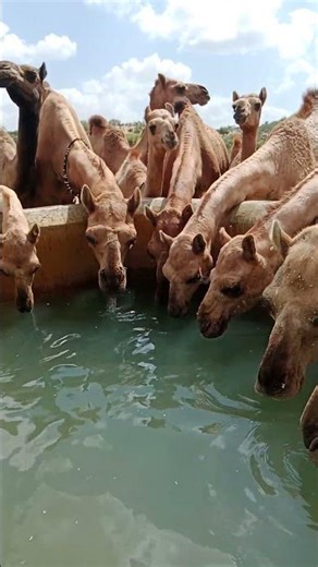 Beautiful Camels Drinking Water