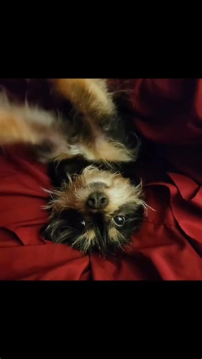 Frankie the Dog Just Woke Up… And It’s the Cutest Thing You’ll See Today 🐶☀️ #Shorts