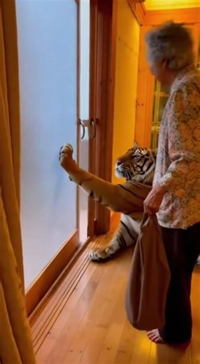 阿嫲的老虎都会开门了 Have You Ever Seen a Tiger Open a Door? #fblifestyle #lifestyle #阿嫲 #ai #sora2 #搞笑 #荒唐阿嫲系列 #老虎 #fyp #fpyシ #tiger . . 本视频画面由 AI 生成，仅用于娱乐与故事创作。 Visuals in this video were created with AI for fun and storytelling. | BSS Online Mall