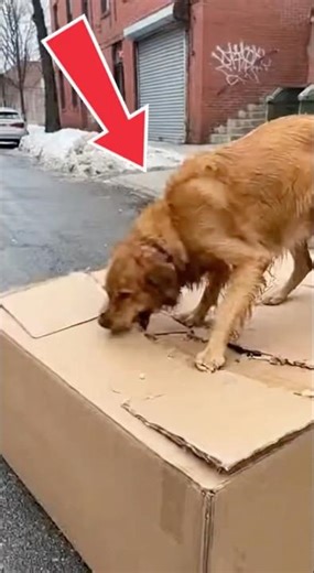 Golden Retriever Rips Open Cardboard Box To Save Her Puppies From Trash Truck
